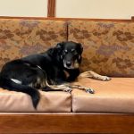 Animal Shelter Can’t Keep Stray Dog Away from an Elderly Care Facility’s Sofa