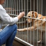 Hearts Break Seeing Dogs After Being Returned to Shelter