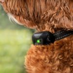 Choked, Shocked, and Stabbed: Why Some Dog Collars Should be Banned