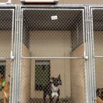 Big dogs worsen county animal shelter overcrowding | News