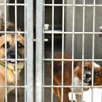 L.A. City Council votes to stop issuing new dog breeding licenses