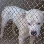 Charlotte animal shelter’s urgent call for dog adoptions, fosters
