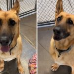 Dog Overlooked by Adopters Marks 359th Day in Shelter—’70lbs of Pure Love’